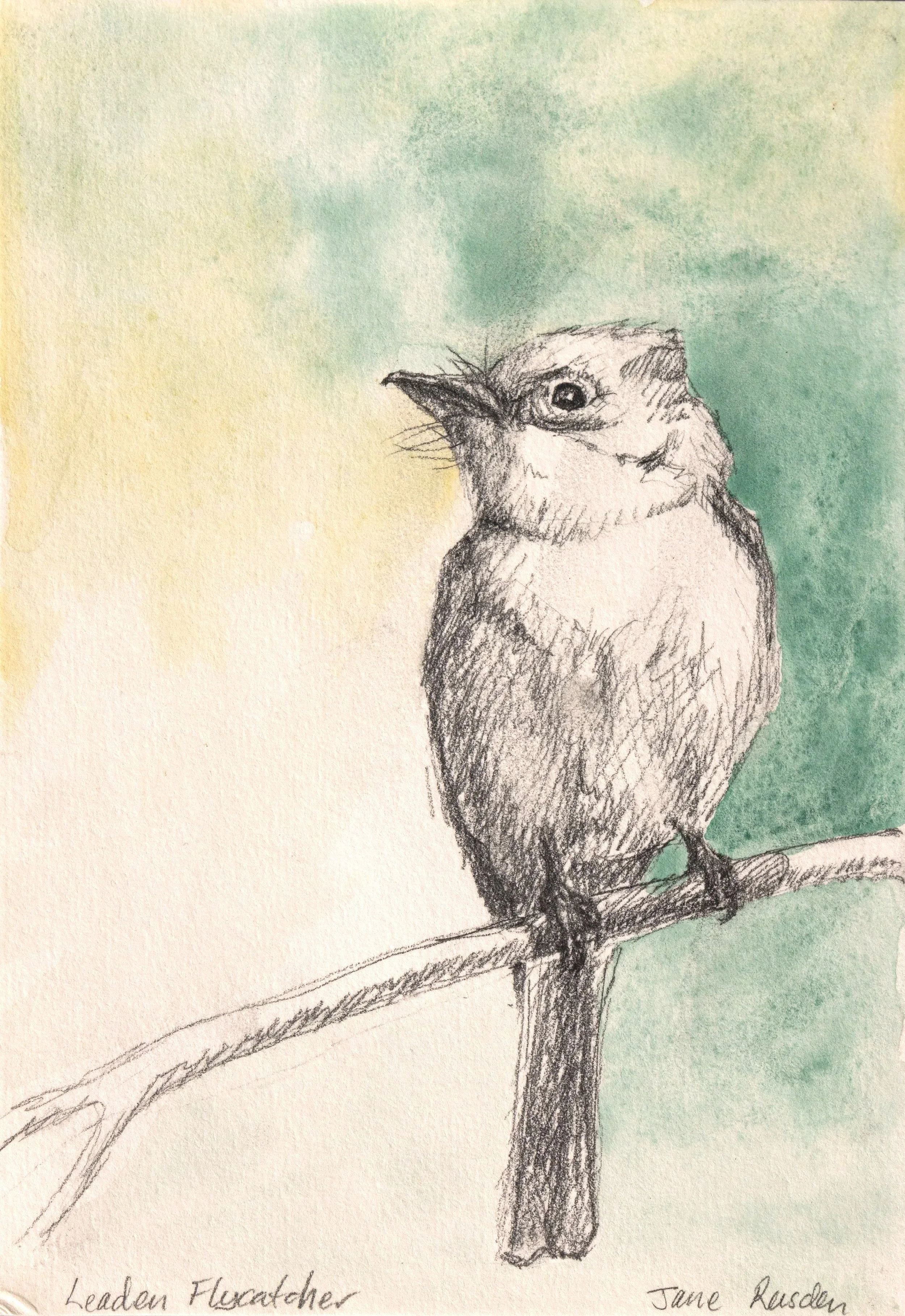 Leaden Flycatcher