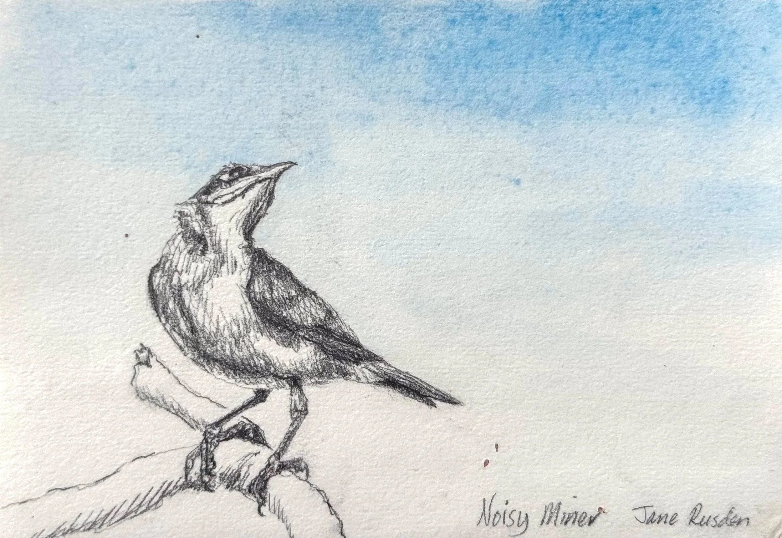 Noisy Miner