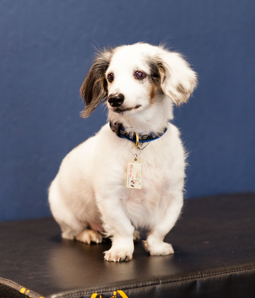 Olly 10 Years Old, Long-Haired Dachshund Olly can be found hanging out at the front desk waiting for someone to come say hi to him. He loves to greet people before their workout or give an after workout morale boost - He doesn't mind if you're sweaty! Strengths: Will sit for treats.
