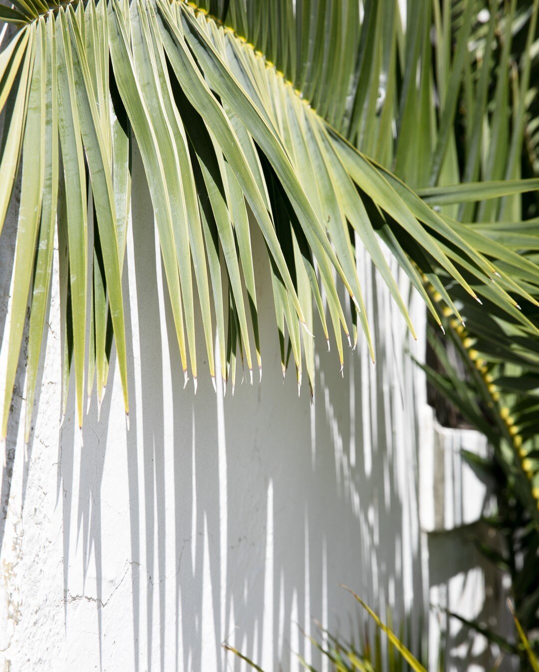 Grab some shade⠀⠀⠀⠀⠀⠀⠀⠀⠀
#lelarc #lelarcswimwear #palmtrees