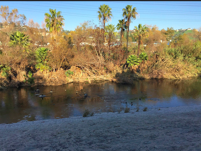 Wild Life along The Los Angeles River near Silver Lake, Echo Park, Los Feliz and Atwater. In the summer months you can sign up for a kayaking and bike riding trip. I loved it, especially when I was the first one in the group to fall into the river and embarrass my son.