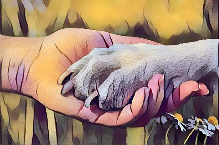 hand in paw 2017-15-2.jpeg