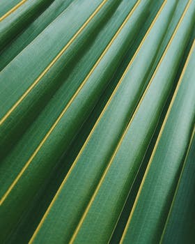 palm 2.jpeg