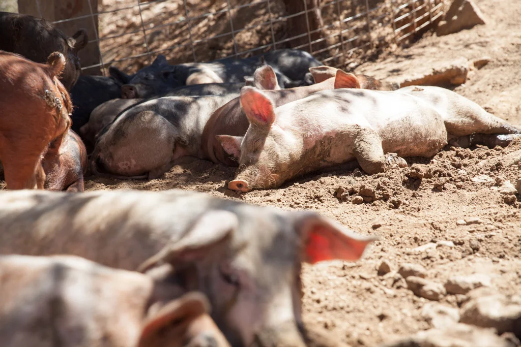  Bringing healthy and happy heritage pigs from farm to table