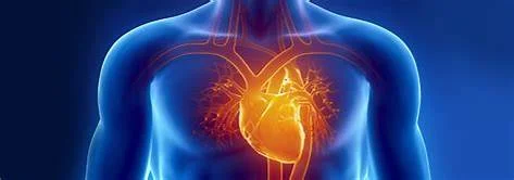 cardiovascular.jpg