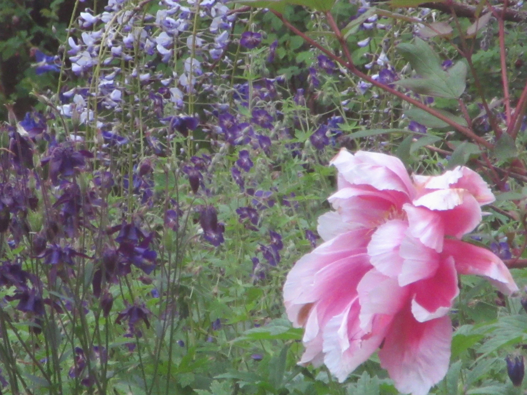 Flowers.jpg