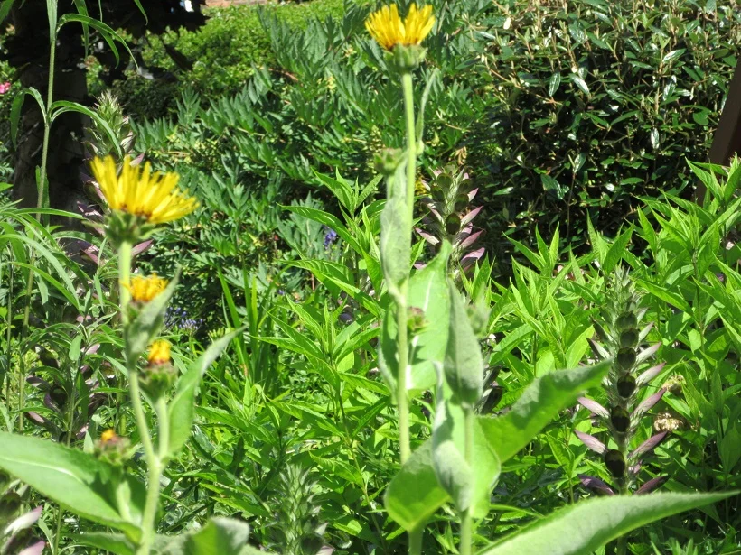Tracey - yellow flowers.jpg