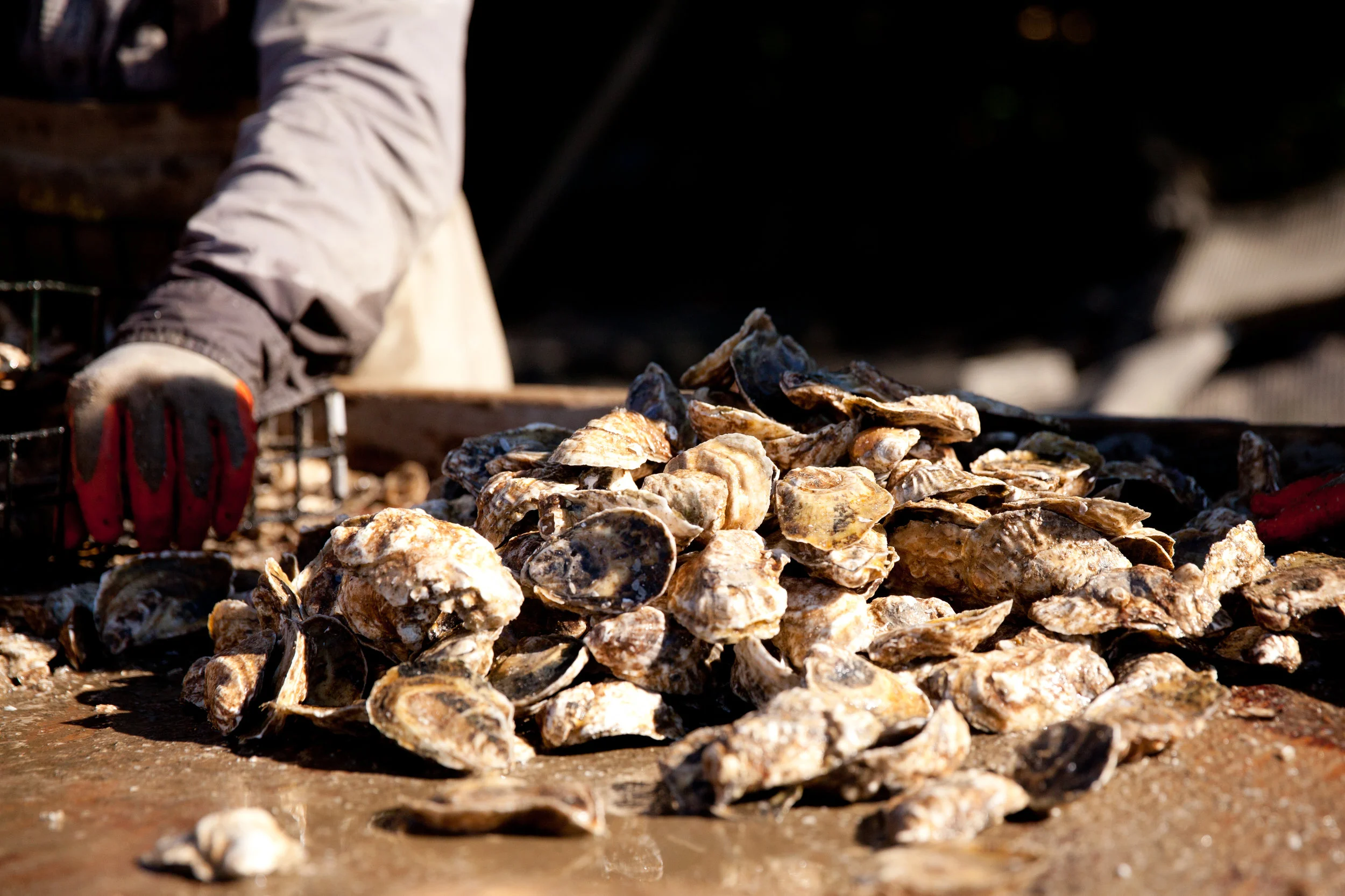 Oysterponds Shellfish Co.