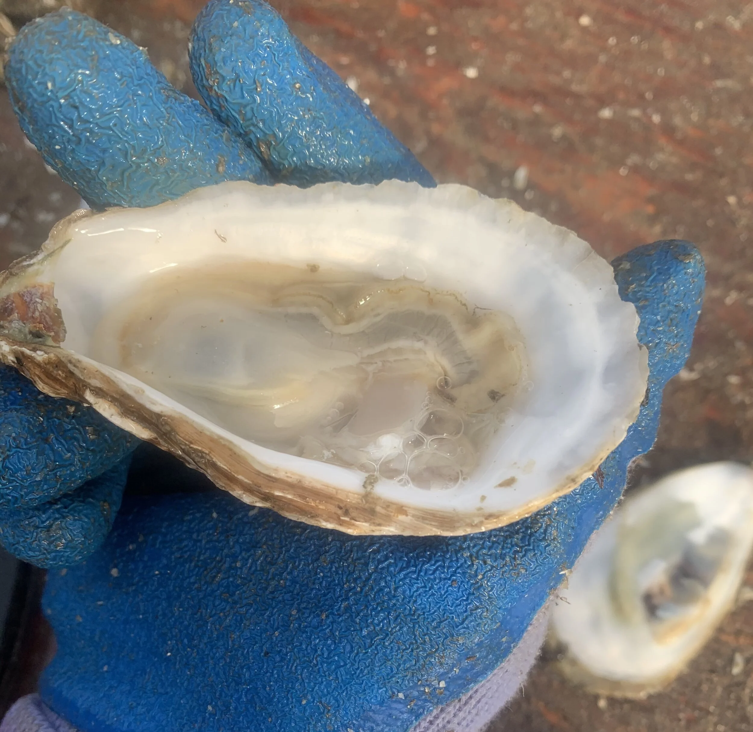 Our Oysters — Oysterponds Shellfish Co.