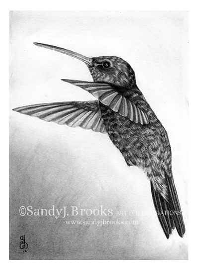 hummingbird1.jpg