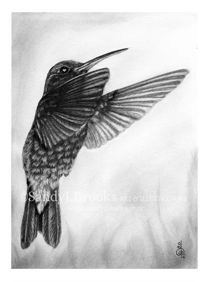 hummingbird2.jpg