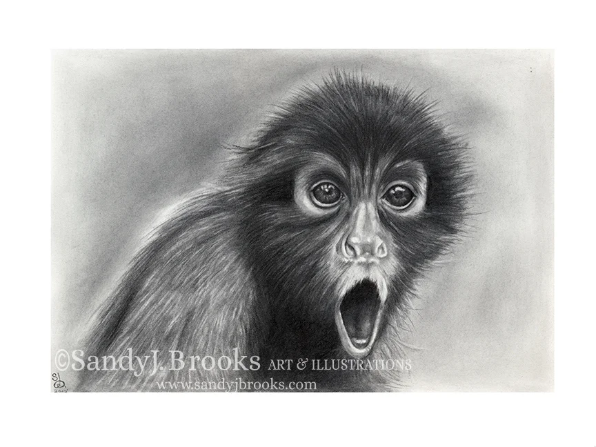 spidermonkey.jpg
