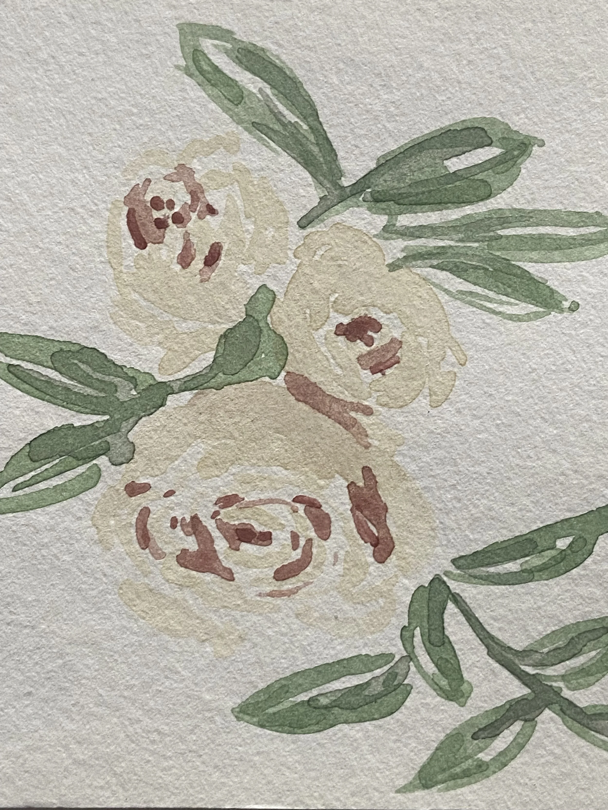 A thought of peonies