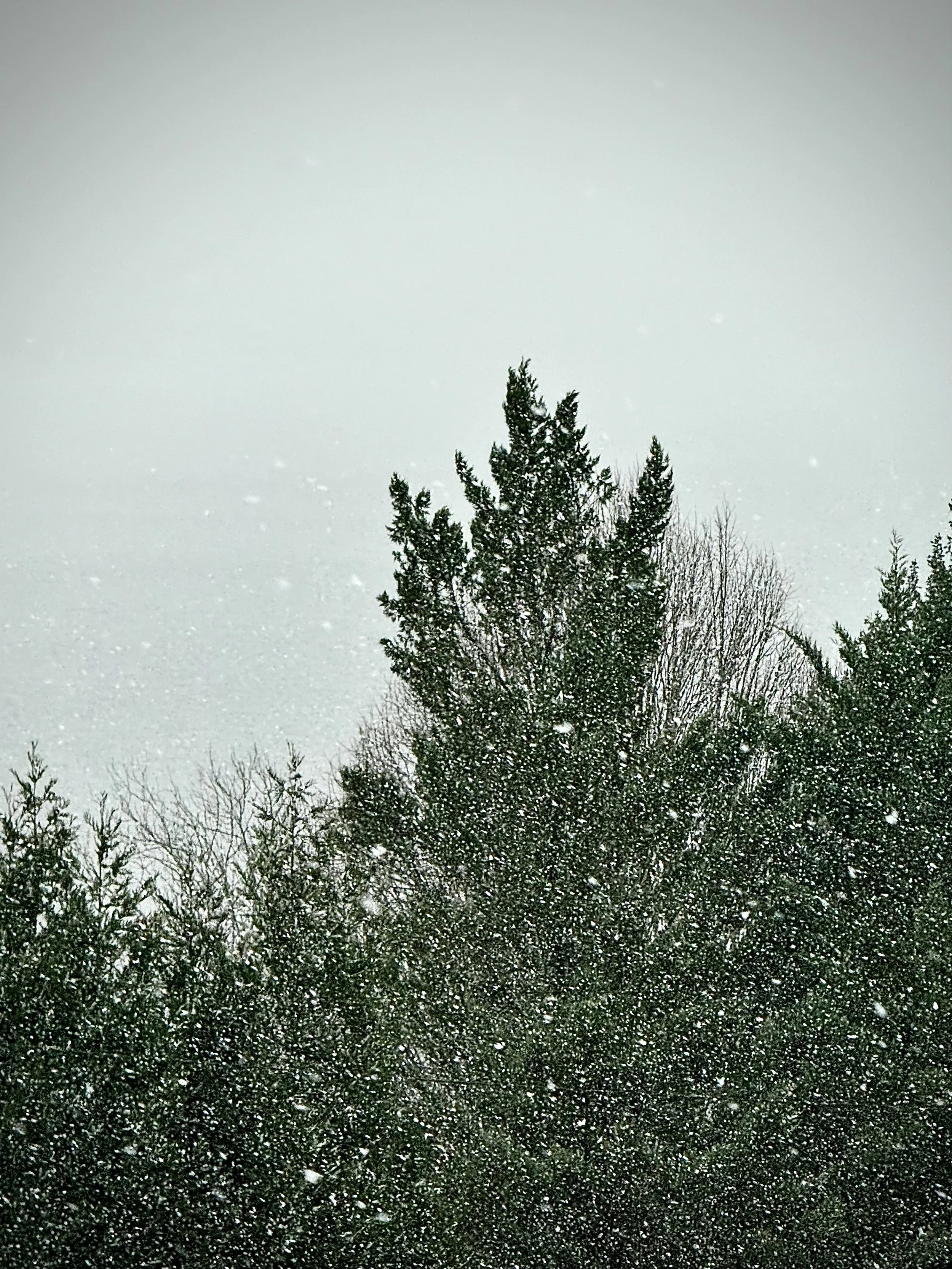       
  
    -  


  
 #block-838801c2c27c66c19602 {
    
    
    --tweak-text-block-radius: unset;
    
    

--tweak-text-block-background-color: initial;

  }

  #block-838801c2c27c66c19602 .sqs-html-content {
    
    --tweak-text-block-padding