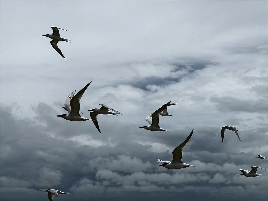       
  
    -  


  
 #block-812023cf0f9a73fe95c8 {
    
    
    
    
  }

  #block-812023cf0f9a73fe95c8 .sqs-html-content {
    
    }
    
  #block-812023cf0f9a73fe95c8 {
    mix-blend-mode: var(--tweak-text-block-blend
  );
  }
  
  
  
  
  
