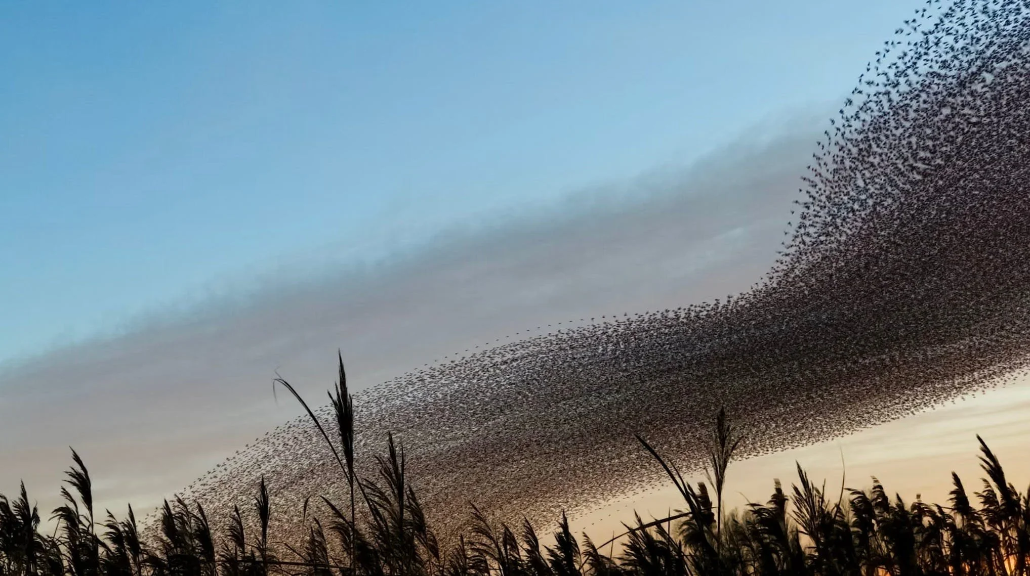 Murmuration by Kathryn Cooper.jpg