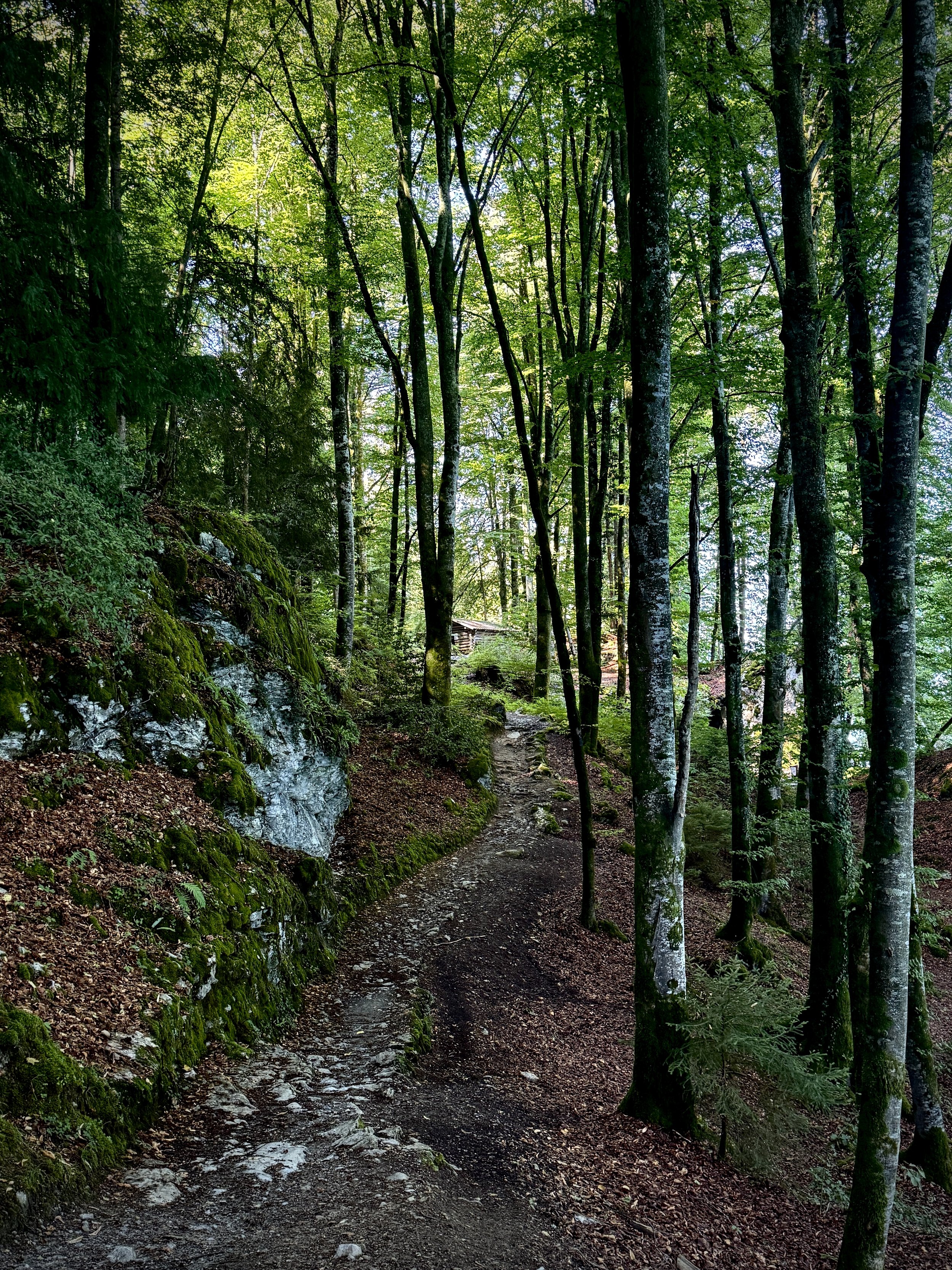 Just a trail through the woods