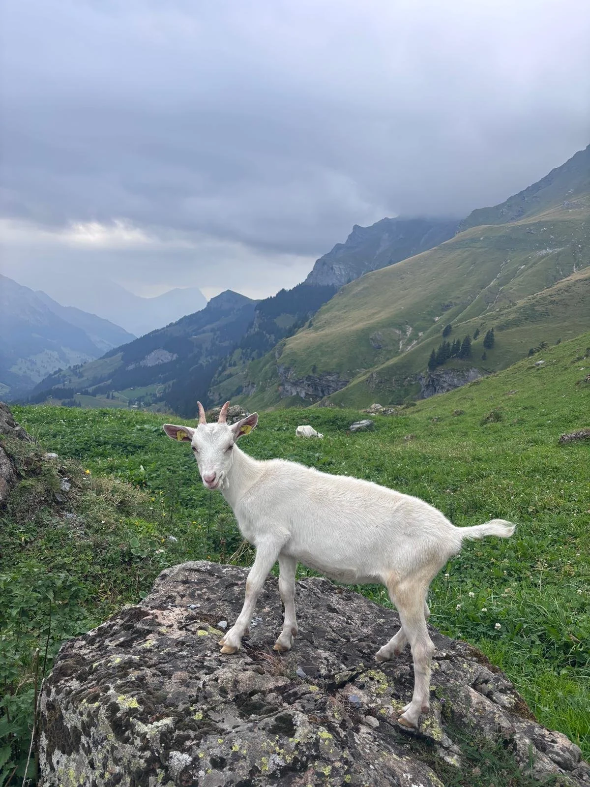 well hello there goat.jpg