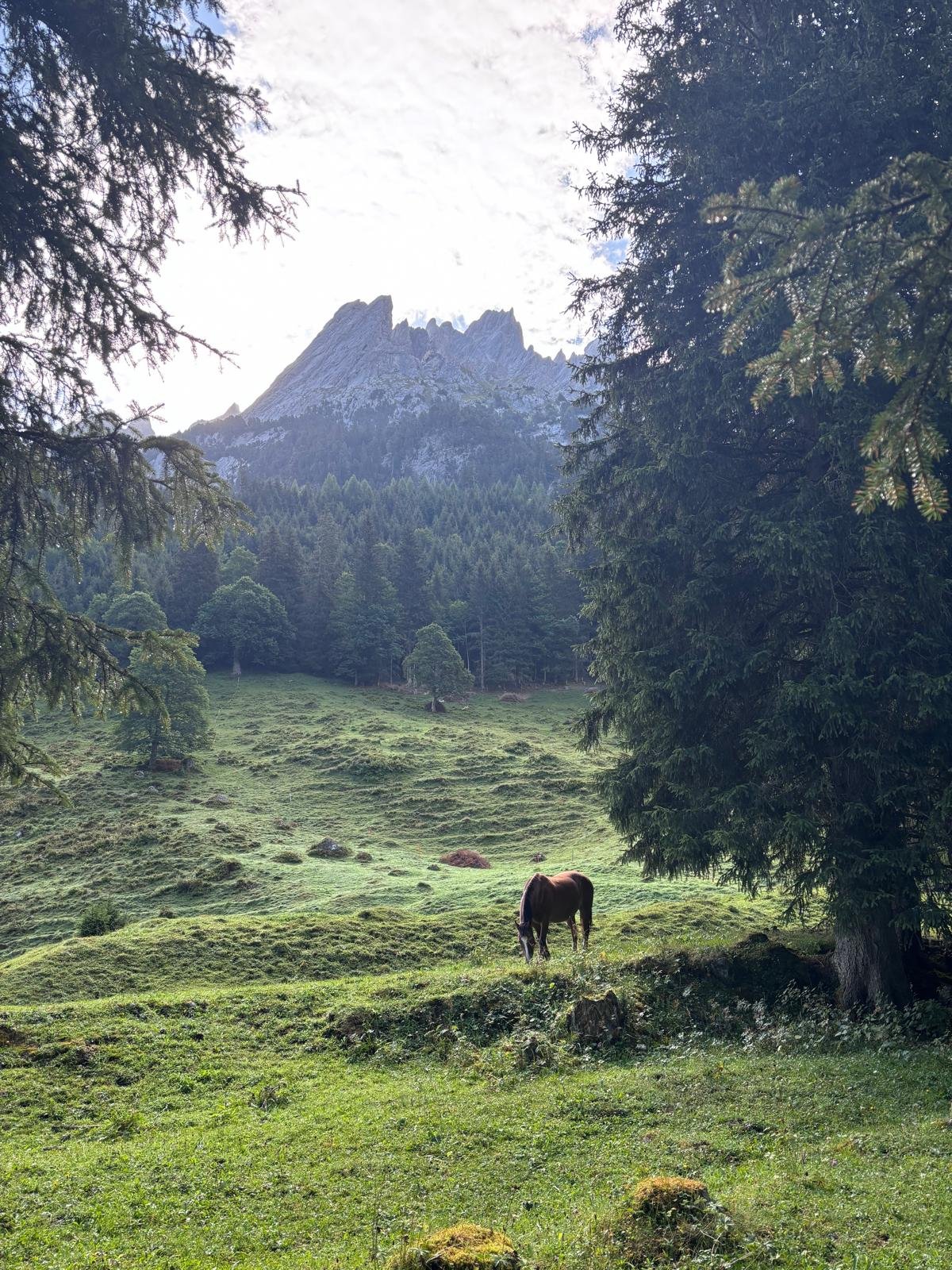 horse.jpg