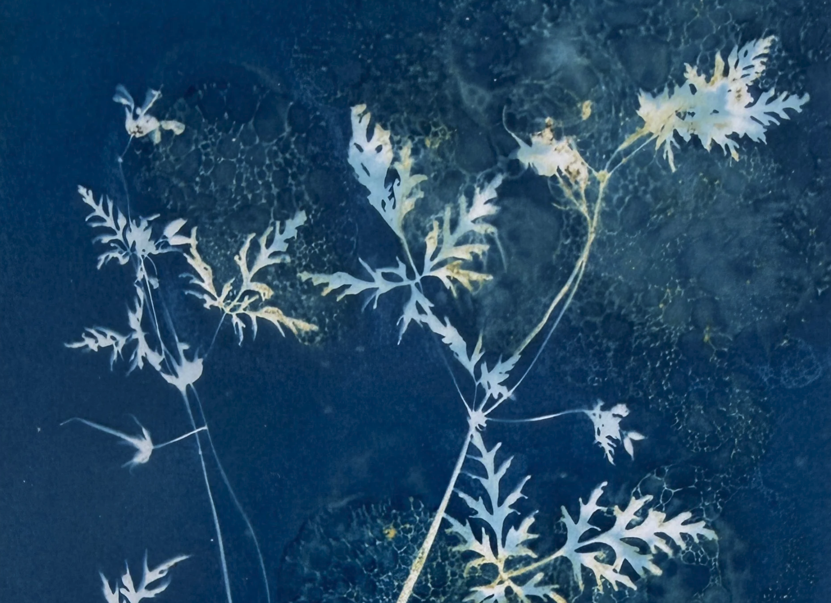 Cyanotype by Maud Veuillote