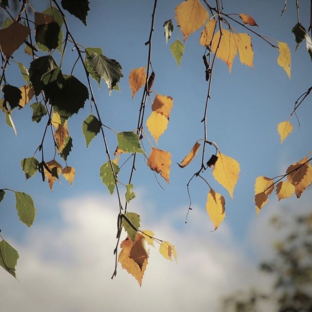 Autumn shows us how beautiful it is to let things go. 🍂