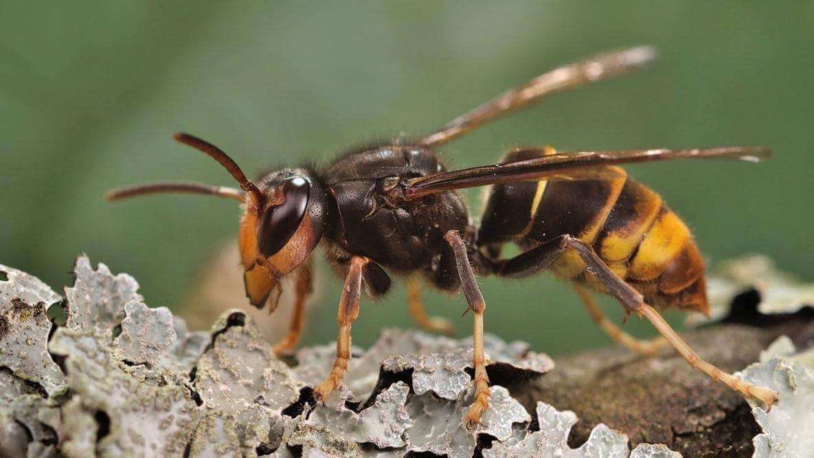 Issue #11: The Yellow-Legged Hornet Invasion