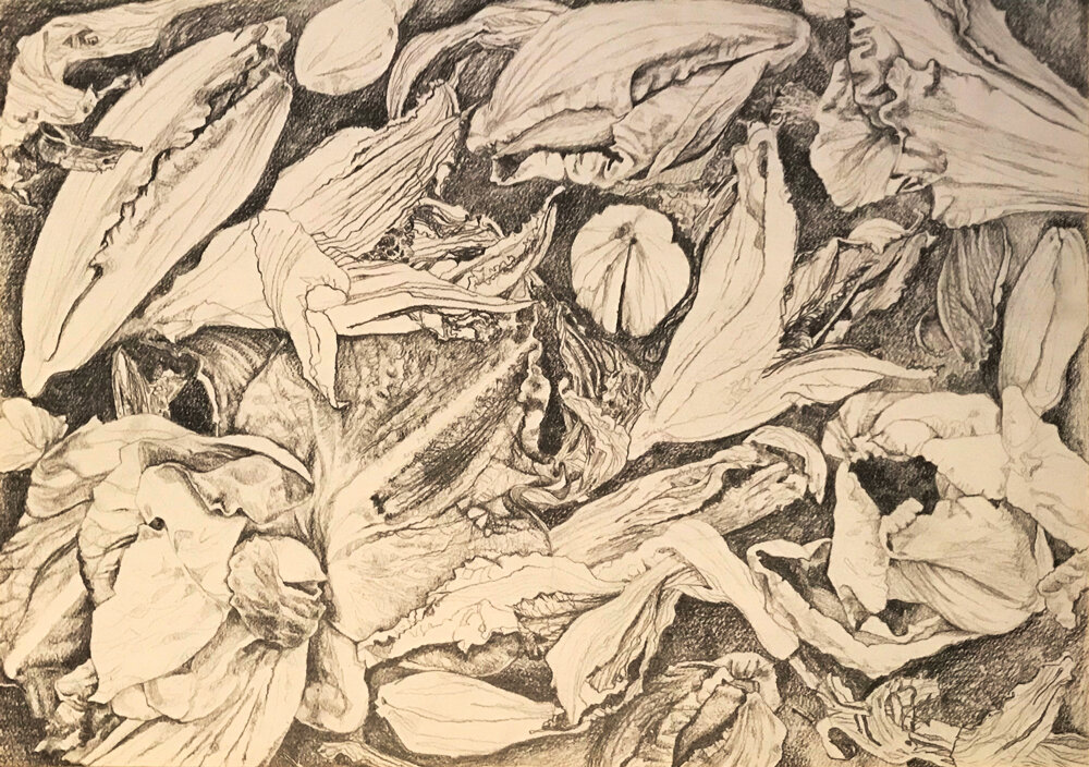 Hemerocallis, pencil on paper, 2019