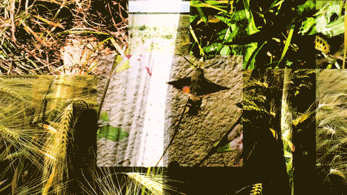 Nature's Tryst (2020/2021)