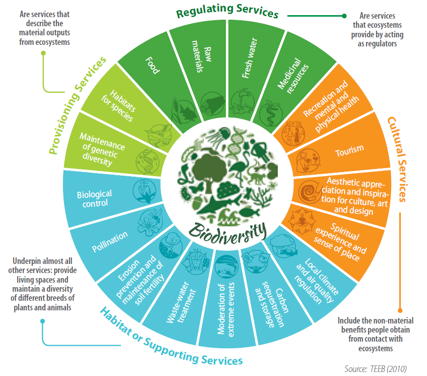 Circular diagram showing biodiversity at the center, surrounded by four categories of ecosystem services: Provisioning, Regulating, Supporting (Habitat), and Cultural.