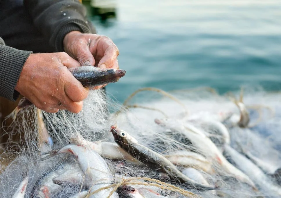 Climate Change and Global Fisheries