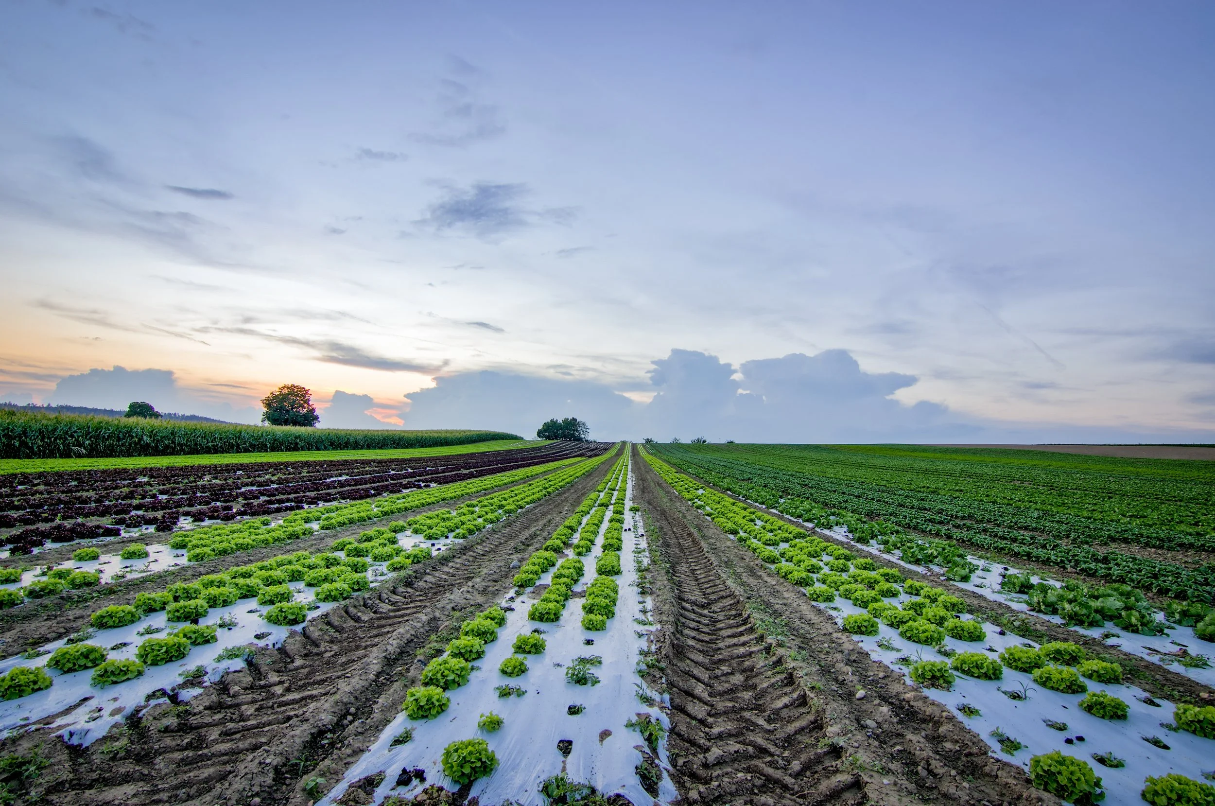 Loss and Damage Funding in the UN Climate Negotiations: From Dialogue to Reality