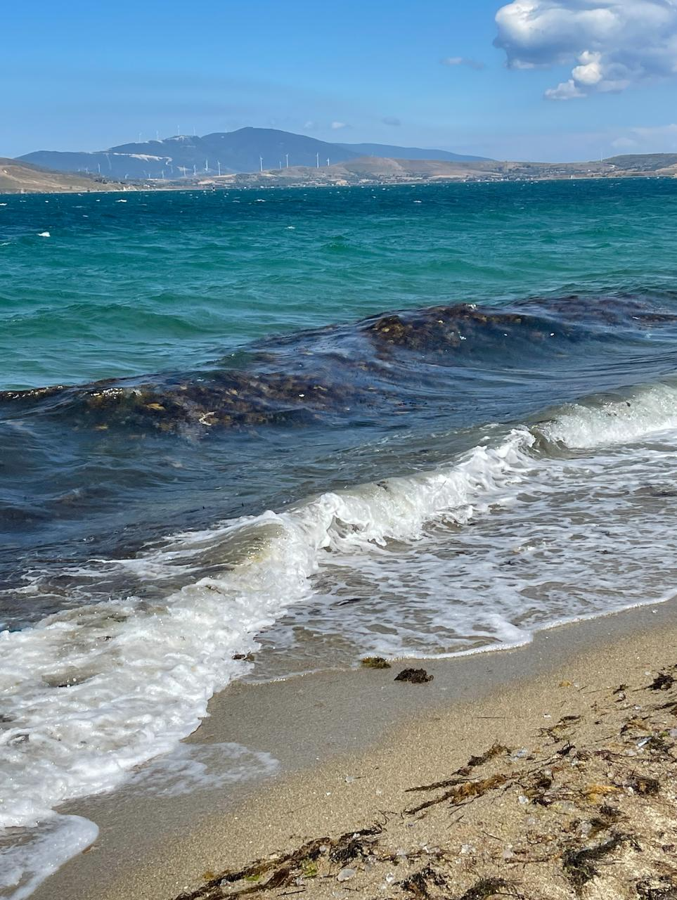 Avsa Internship Reflection: Summer 2024 