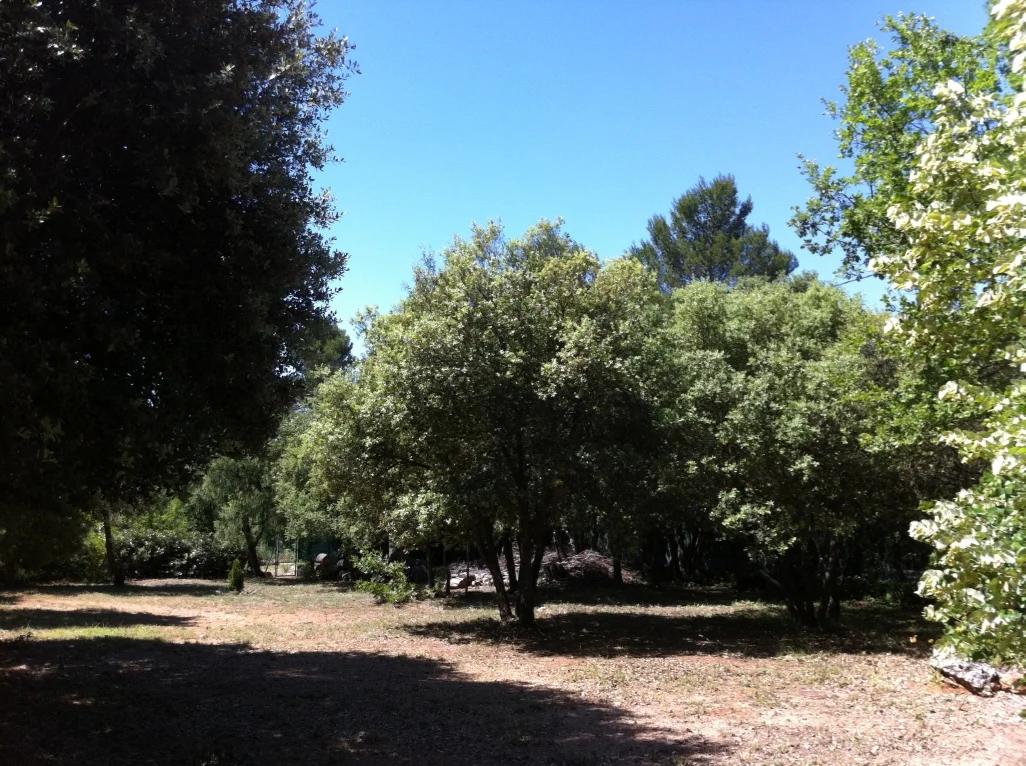 The garden in Provence