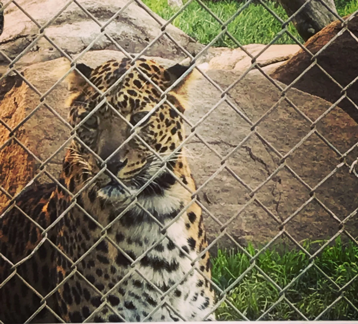leopard_edited.jpg