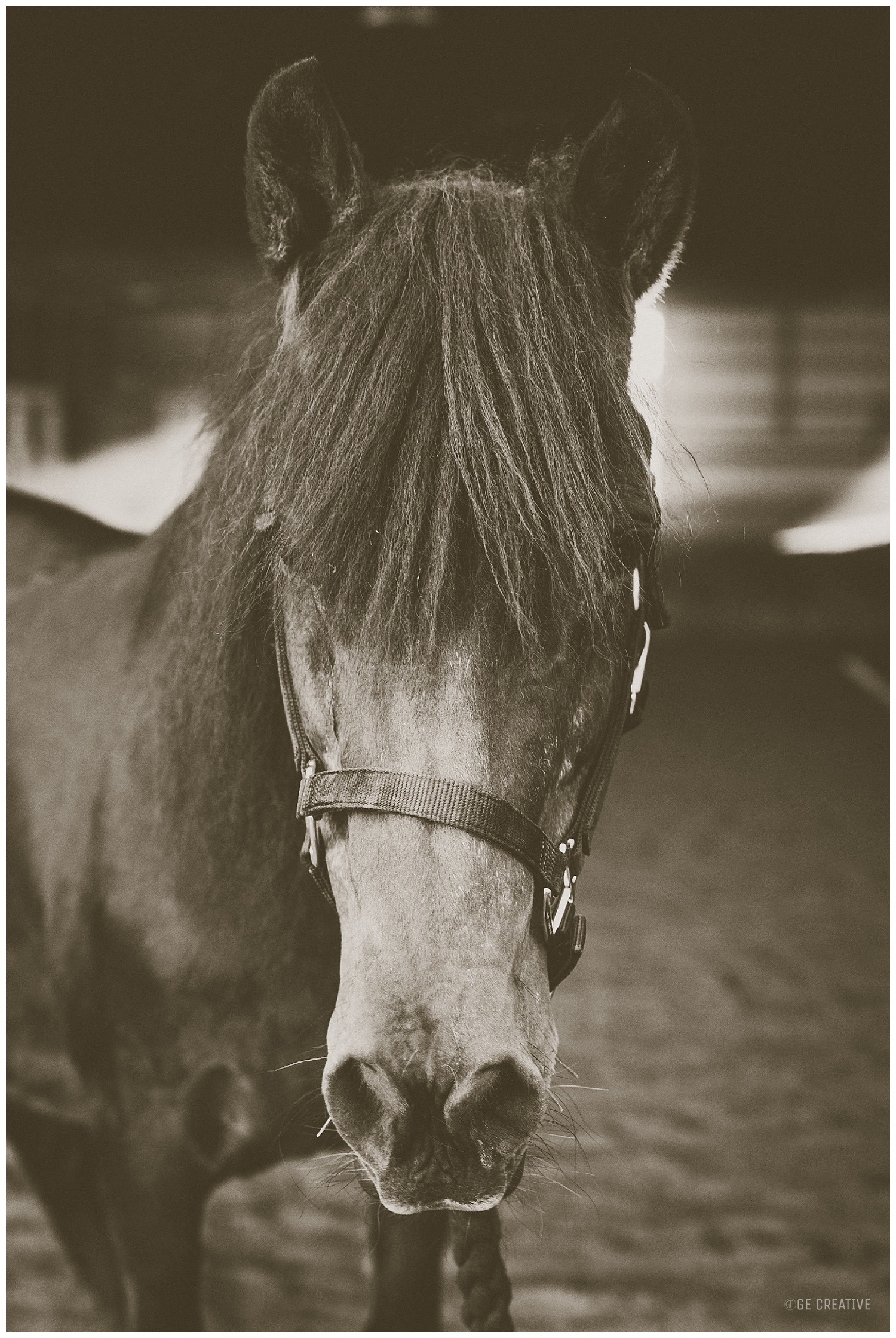 HorseMemorialSession_0020.jpg