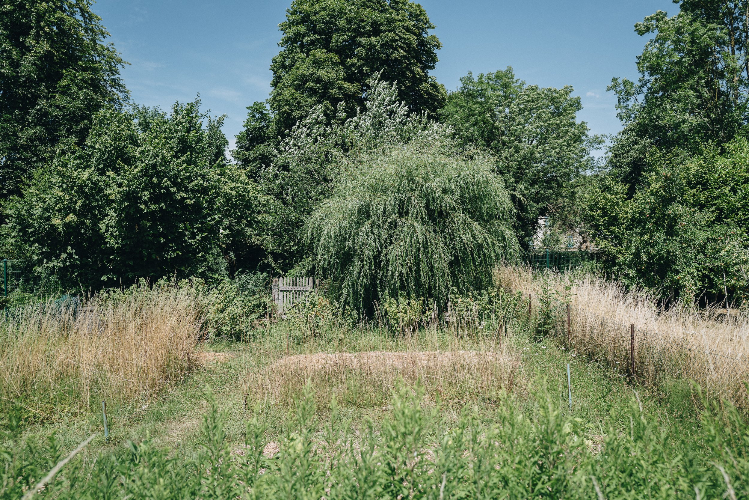 FOOD FOREST PEOPLE MEUSE FORET.jpg