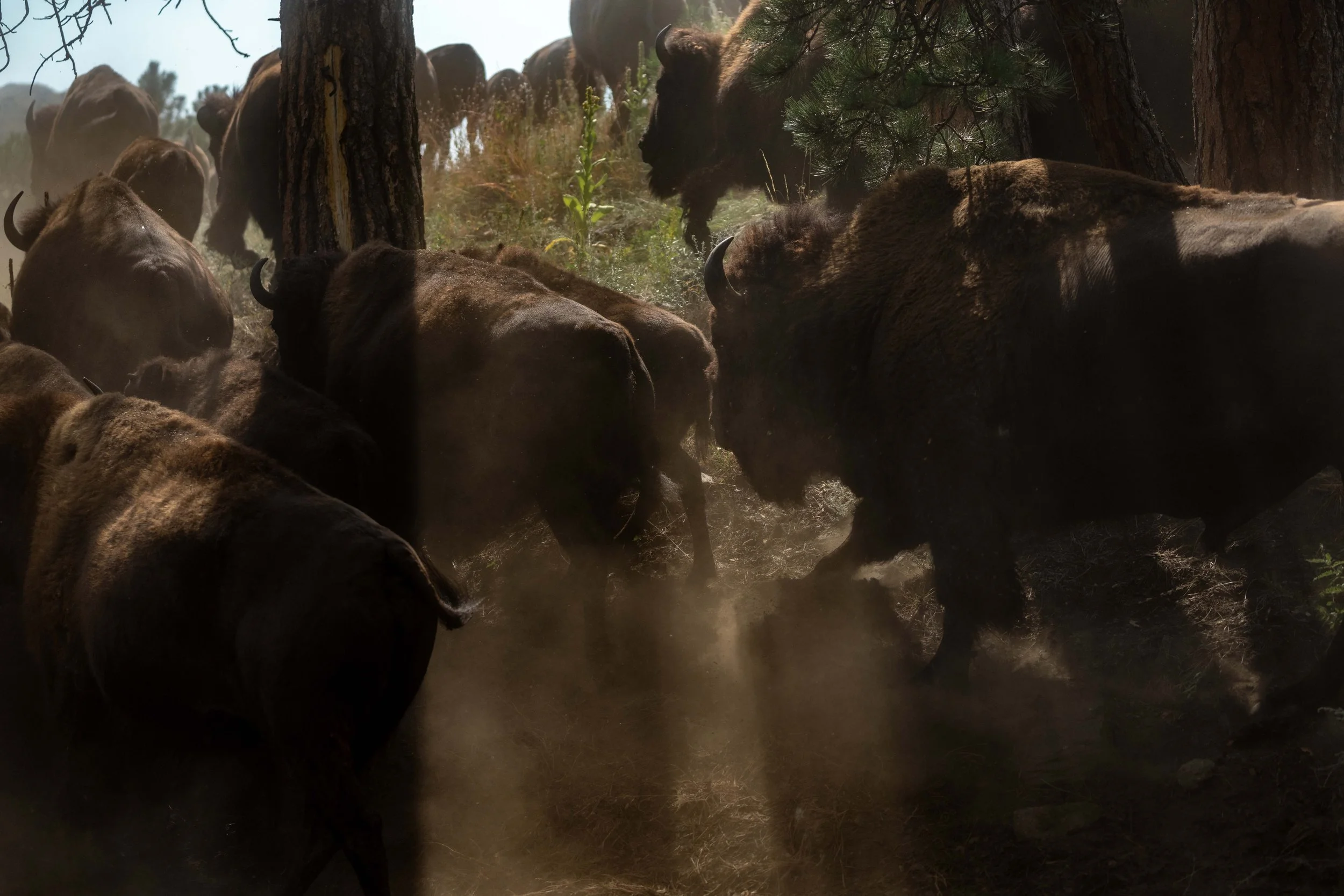 PreBuffaloRoundup-CSP-Sony-20250909-ByronBanasiak-48.jpg