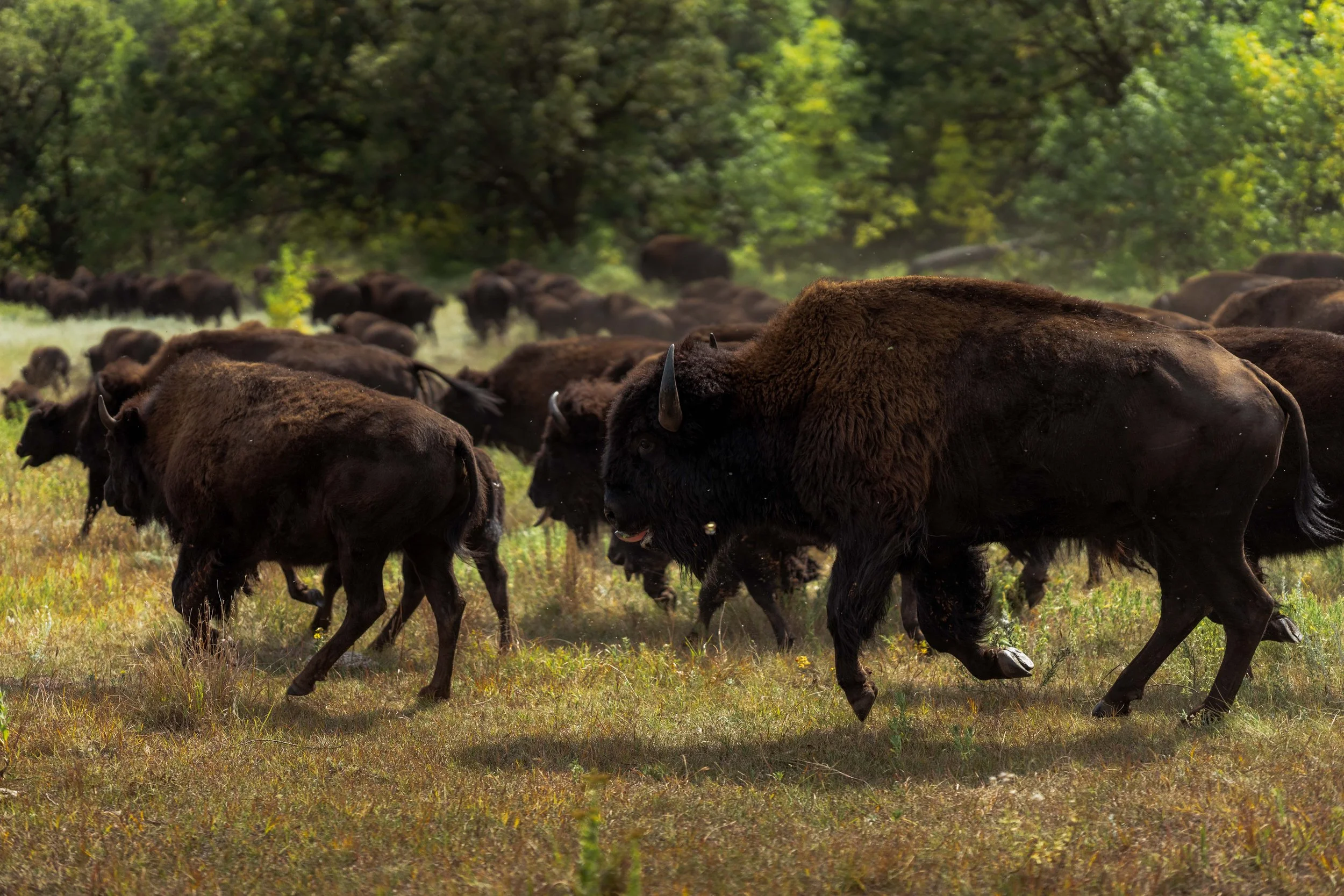 PreBuffaloRoundup-CSP-Sony-20250909-ByronBanasiak-62.jpg