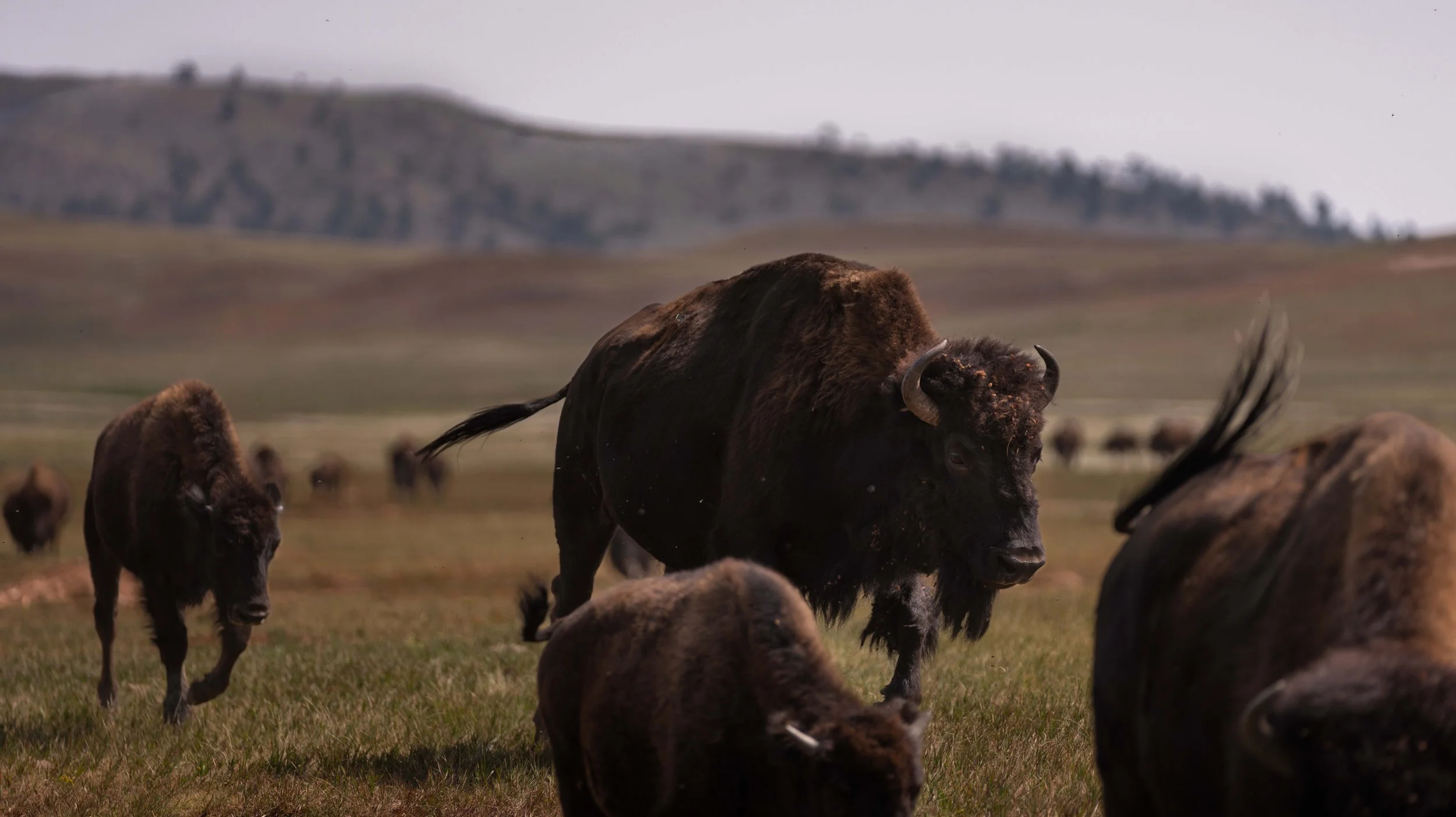 PreBuffaloRoundup-CSP-Sony-20250909-ByronBanasiak-5.jpg