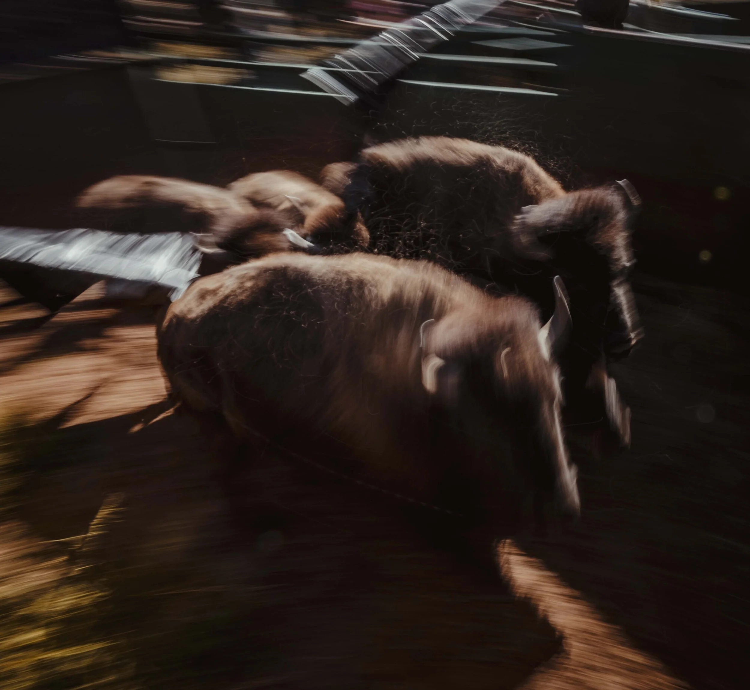 BuffaloRoundup-Branding-CSP-20240927_ByronBanasiak-44.jpg