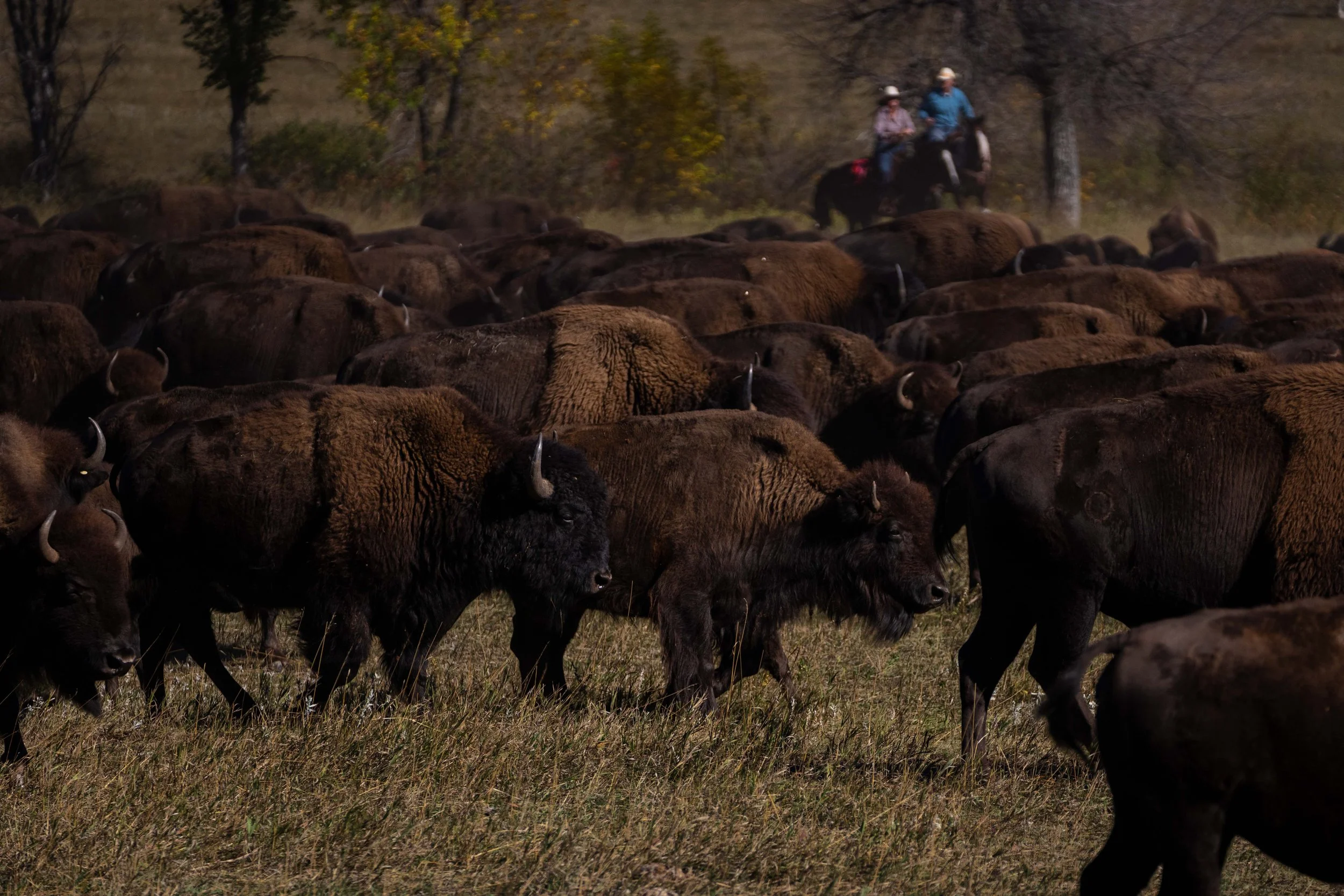 BuffaloRoundup-CSP-20250926-ByronBanasiak-4.jpg