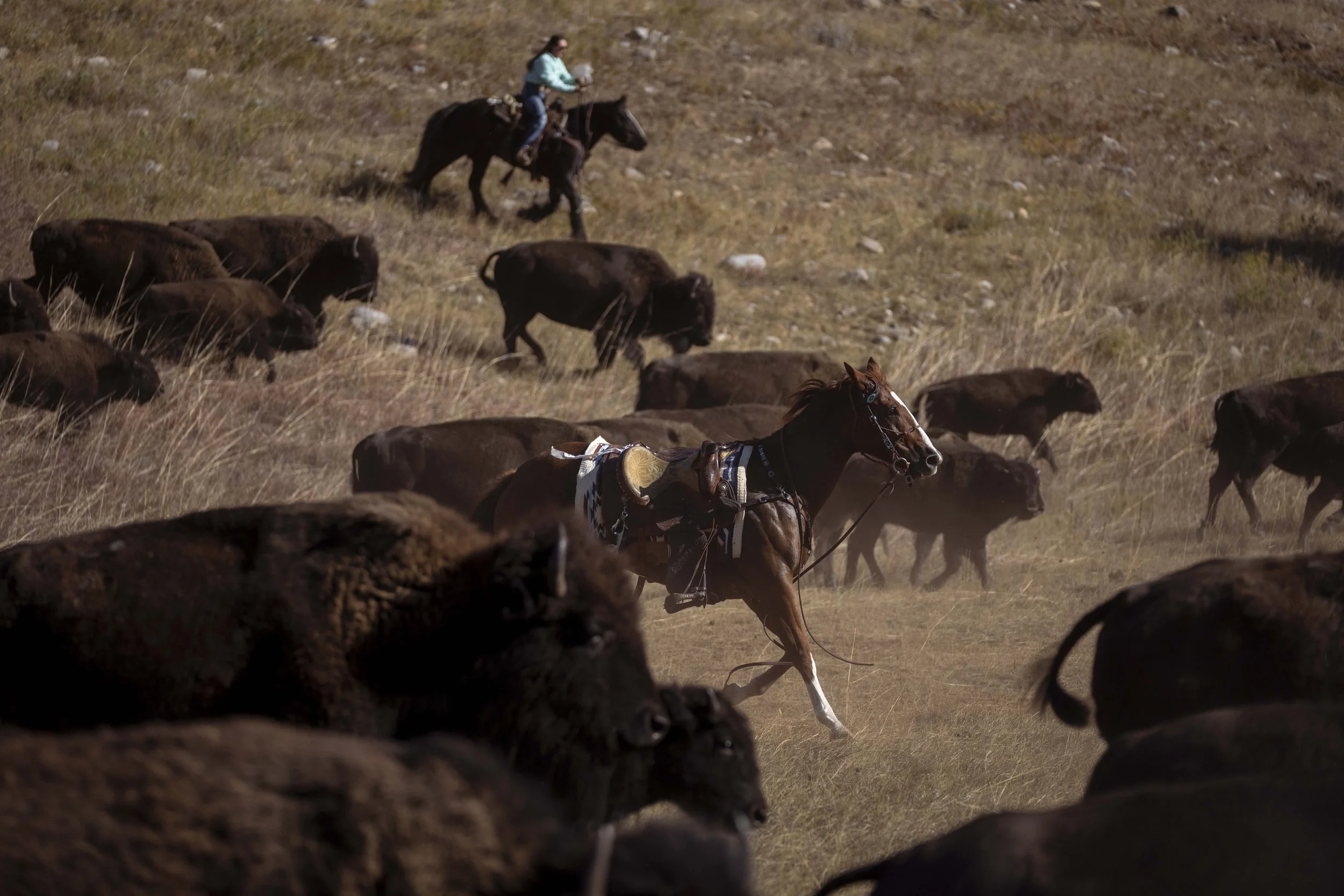 BuffaloRoundup-CSP-20240927_ByronBanasiak-114.jpg