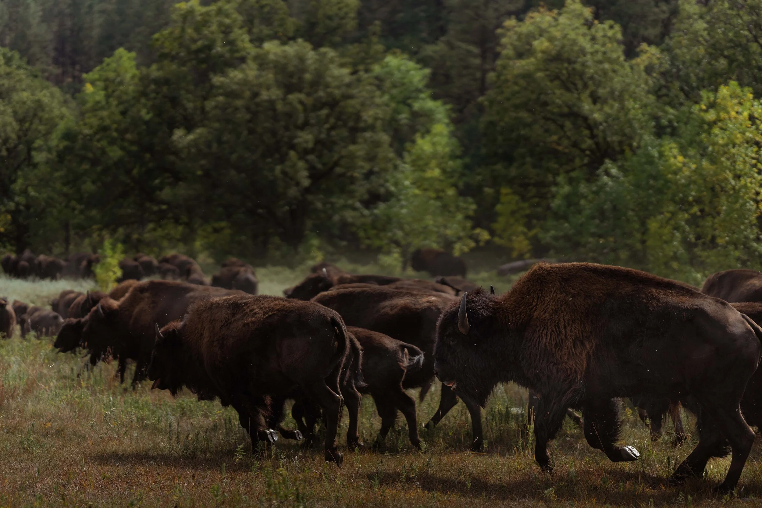 PreBuffaloRoundup-CSP-Sony-20250909-ByronBanasiak-58.jpg