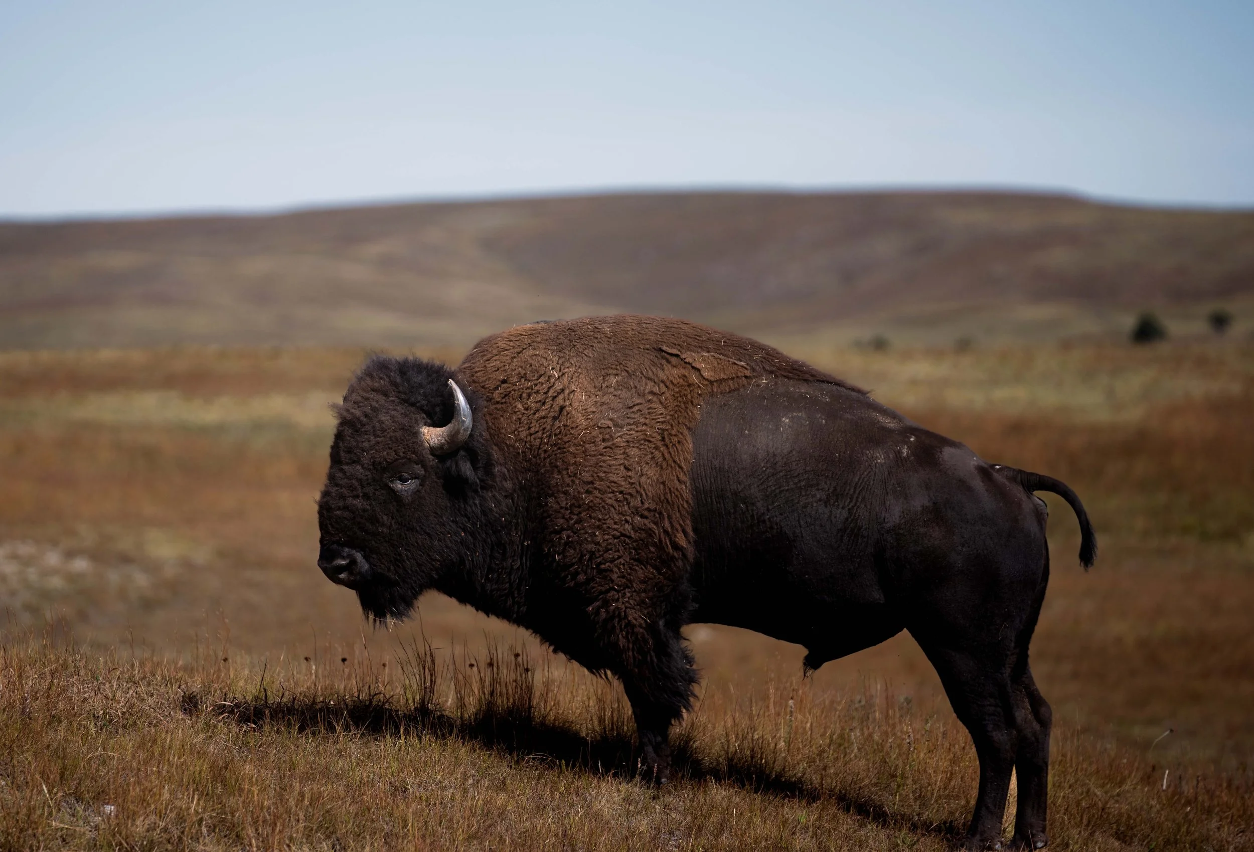 CusterStatePark-PreRoundup-20210923-ByronBanasiak-7.jpg