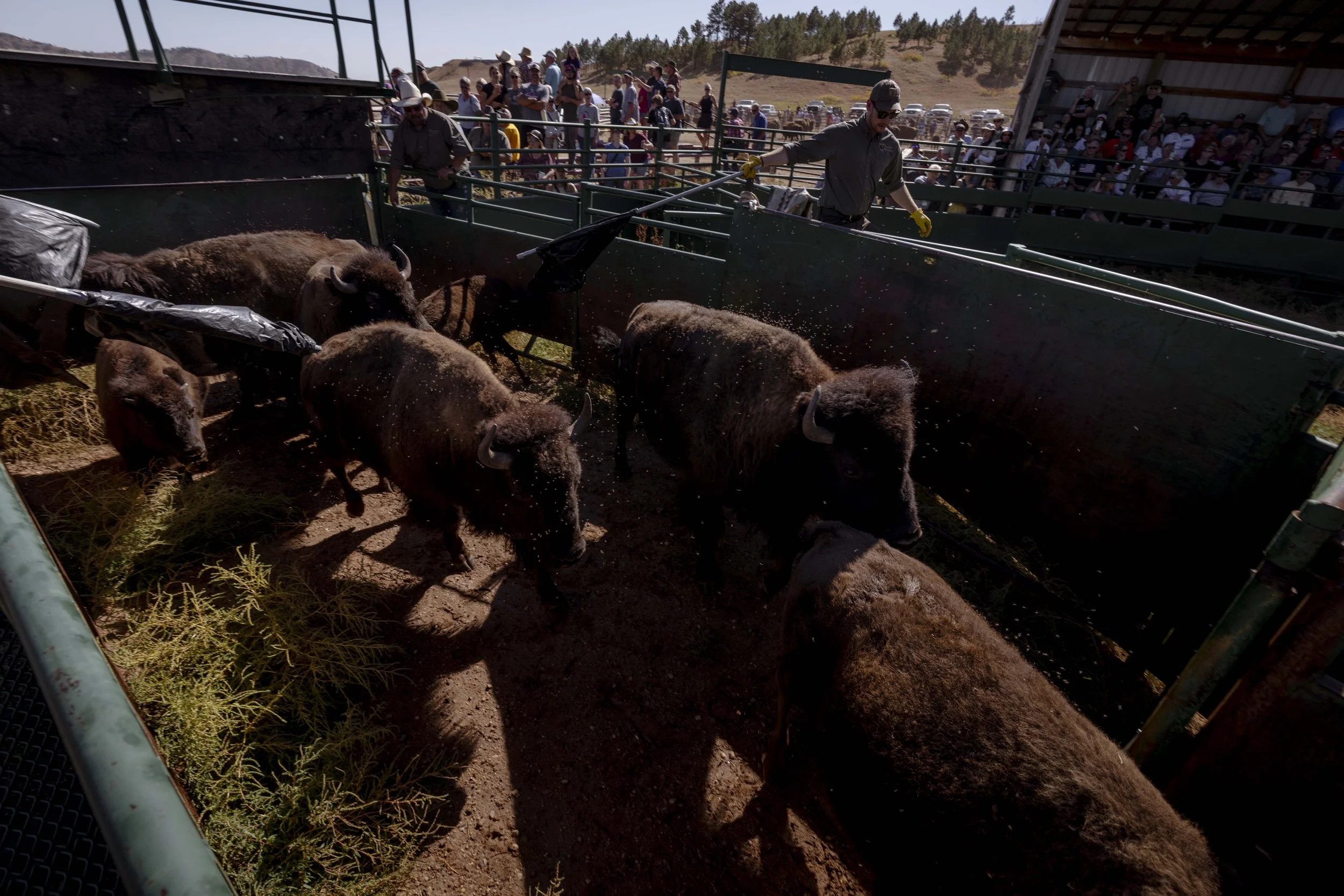 BuffaloRoundup-Branding-CSP-20240927_ByronBanasiak-34.jpg