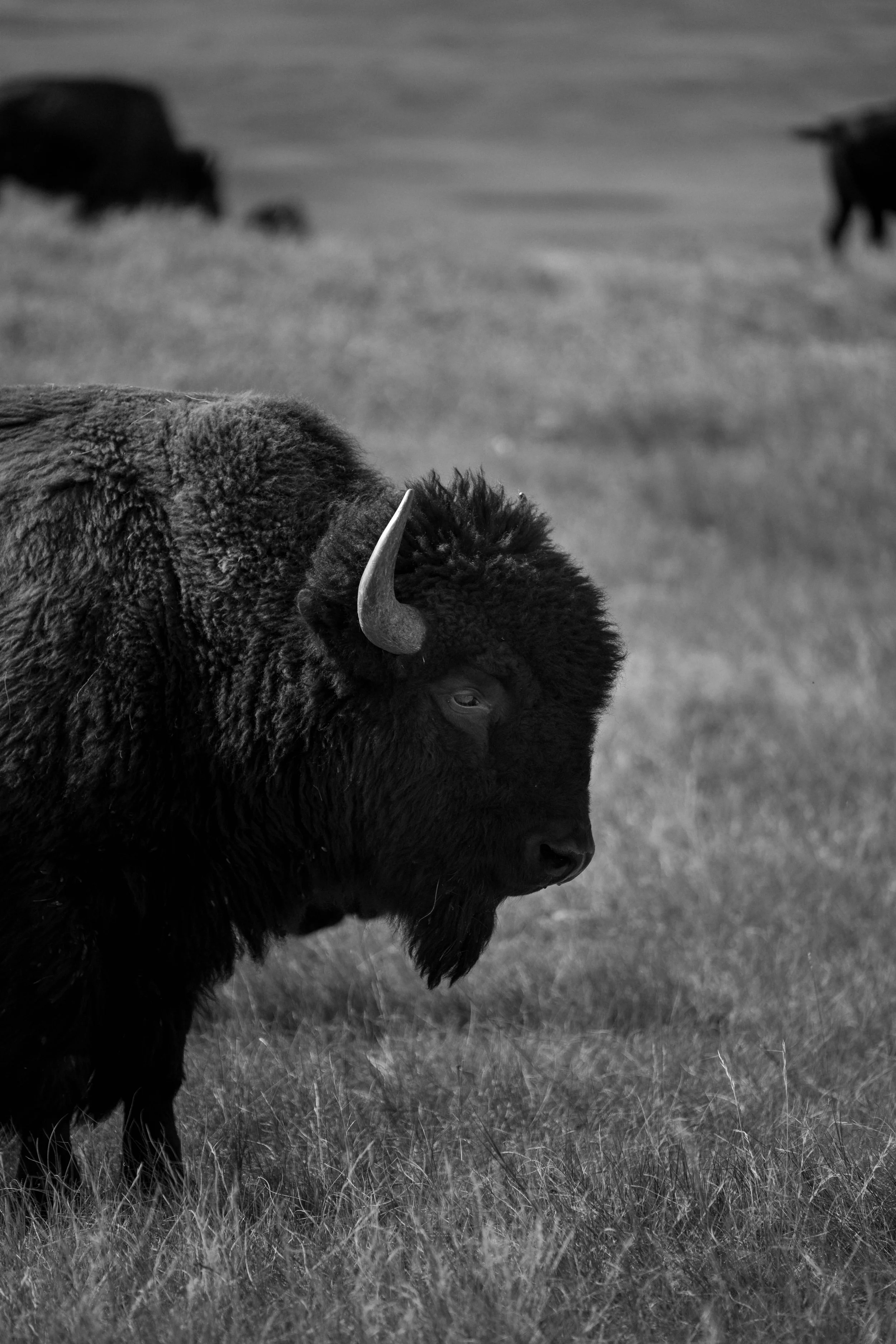 CusterStatePark-PreRoundup-20210923-ByronBanasiak-10.jpg