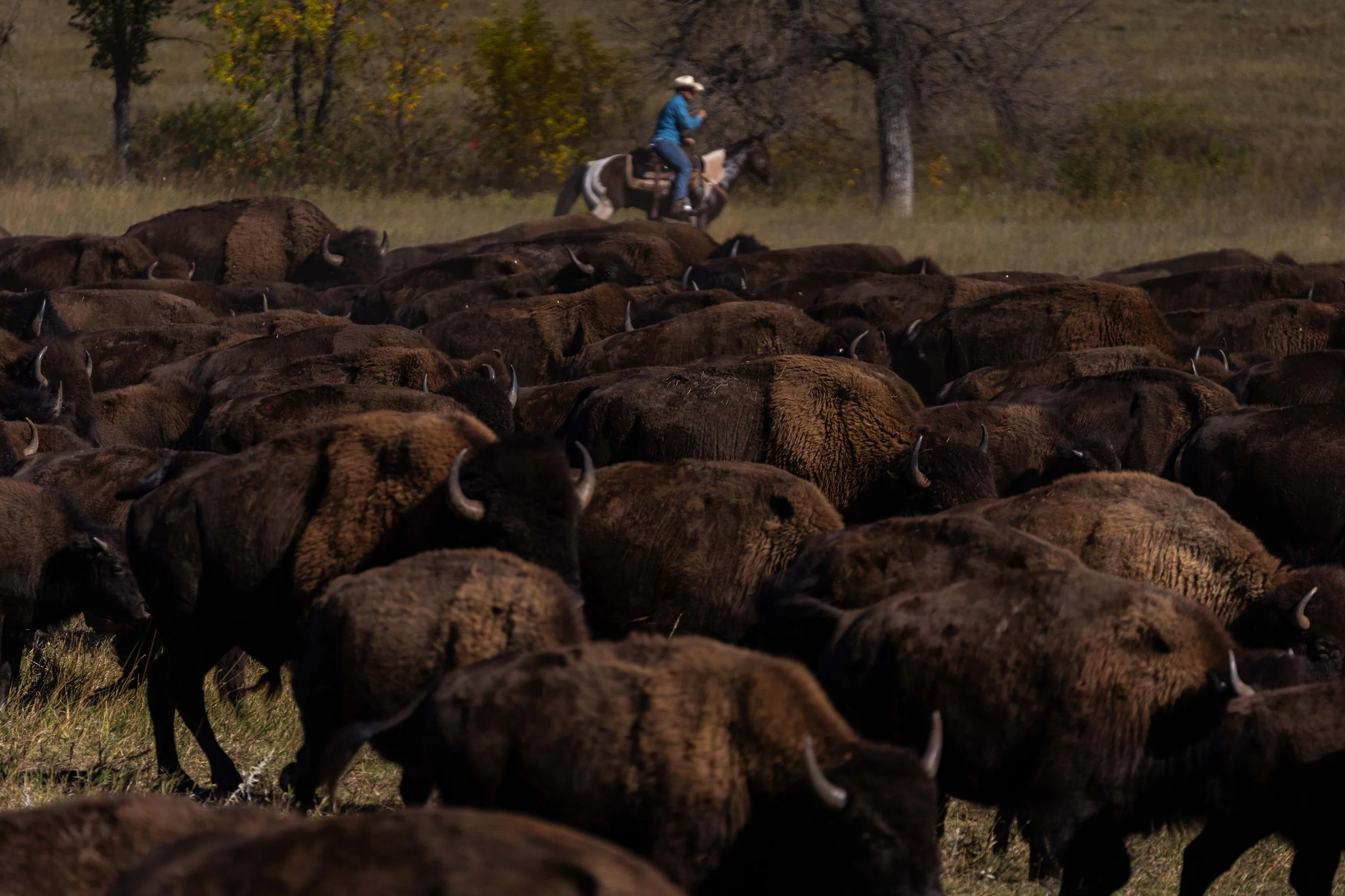 BuffaloRoundup-CSP-20250926-ByronBanasiak-5.jpg