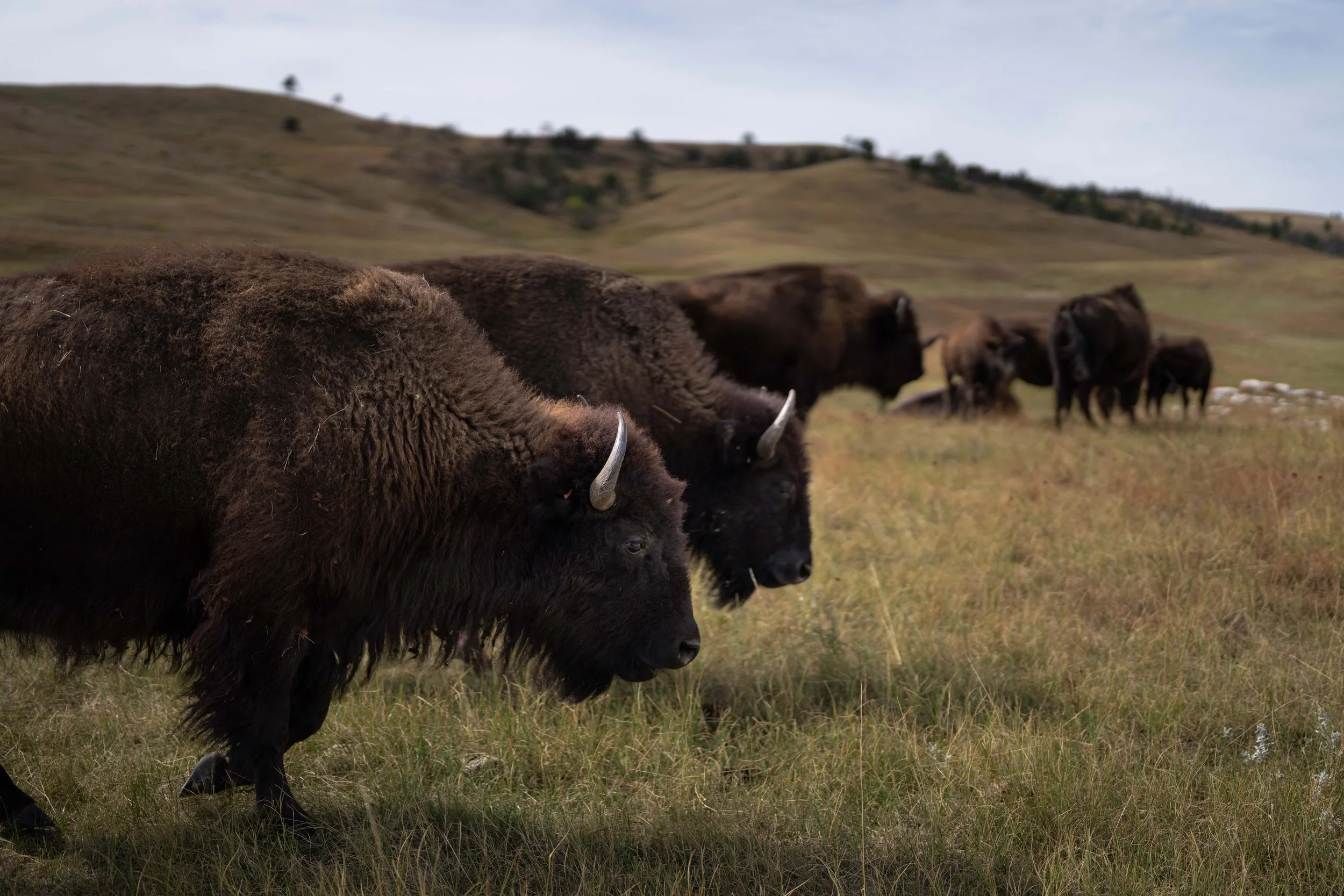 CusterStatePark-PreRoundup-20210923-ByronBanasiak-19.jpg