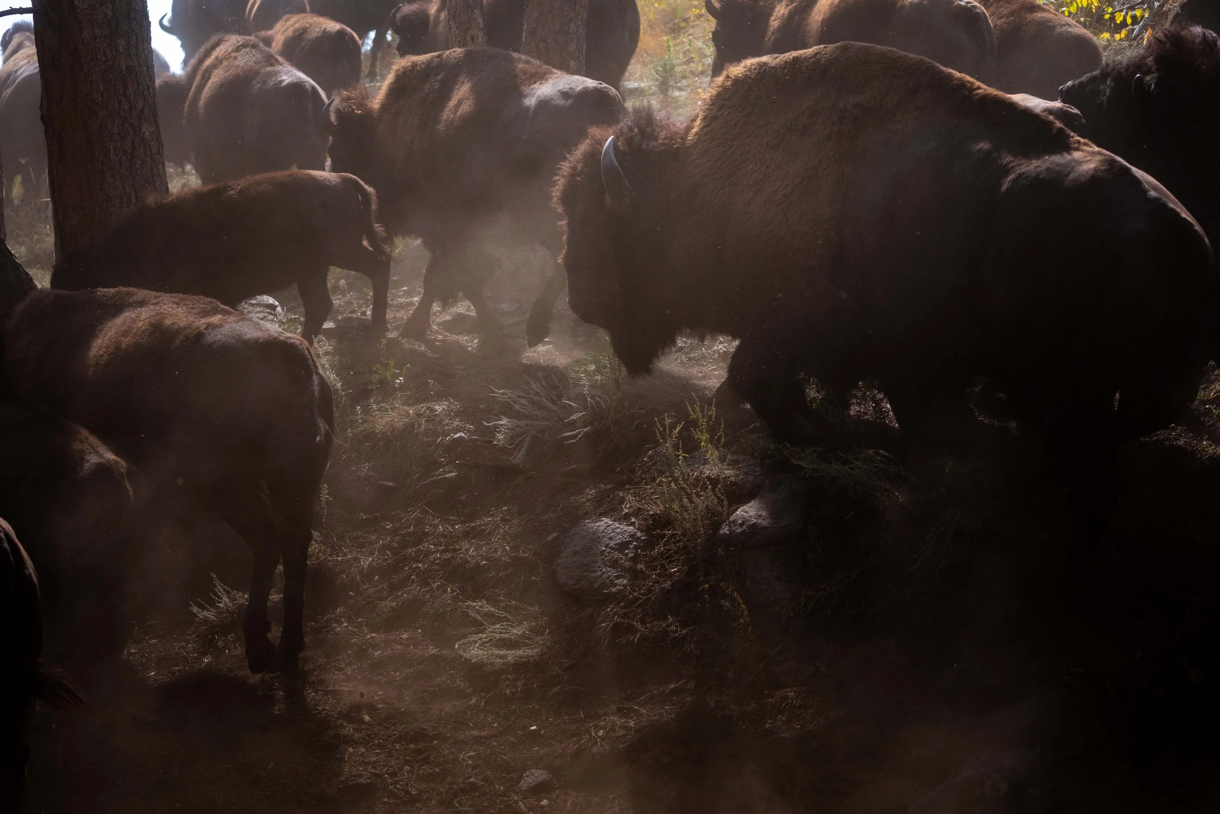 PreBuffaloRoundup-CSP-Sony-20250909-ByronBanasiak-43.jpg