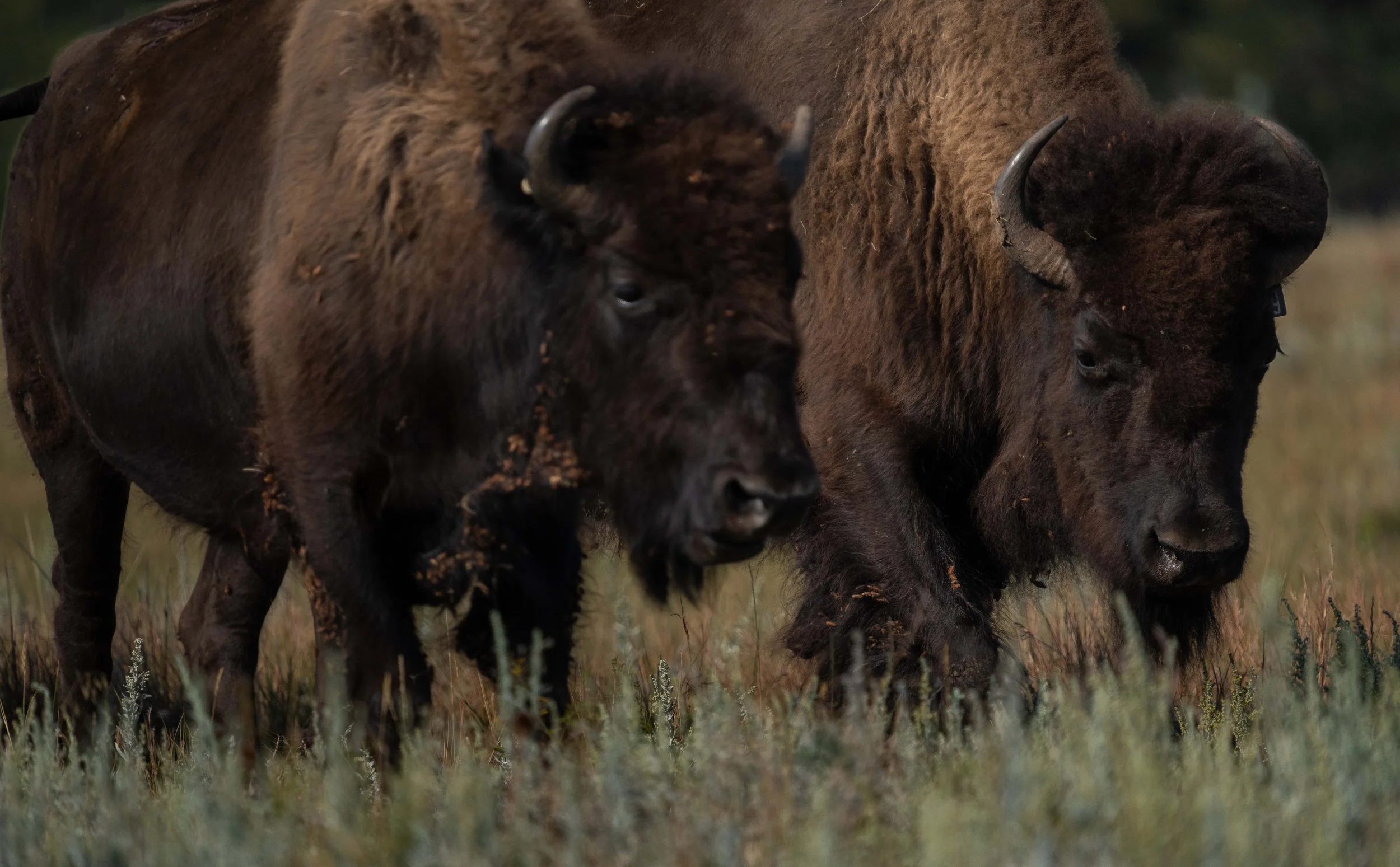 PreBuffaloRoundup-CSP-Sony-20250909-ByronBanasiak.jpg